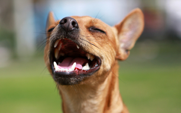 Why Do Dogs Sneeze?