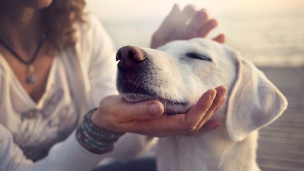 10 Ways Your Dog Shows He Loves You