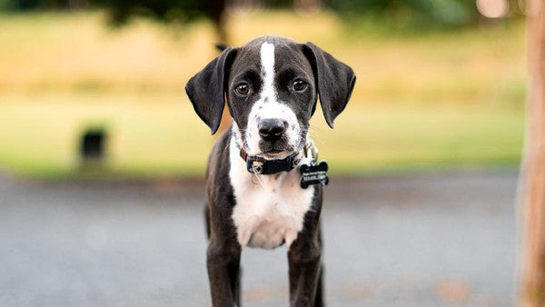 September 2023 Spotlight: Hope Animal Rescue