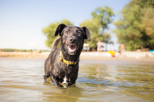 Mutt Love! 10 Reasons Why We Love Mixed Breeds