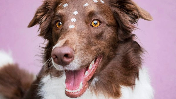 Barking About Canine Epilepsy During November’s Epilepsy Awareness Month (NEAM)