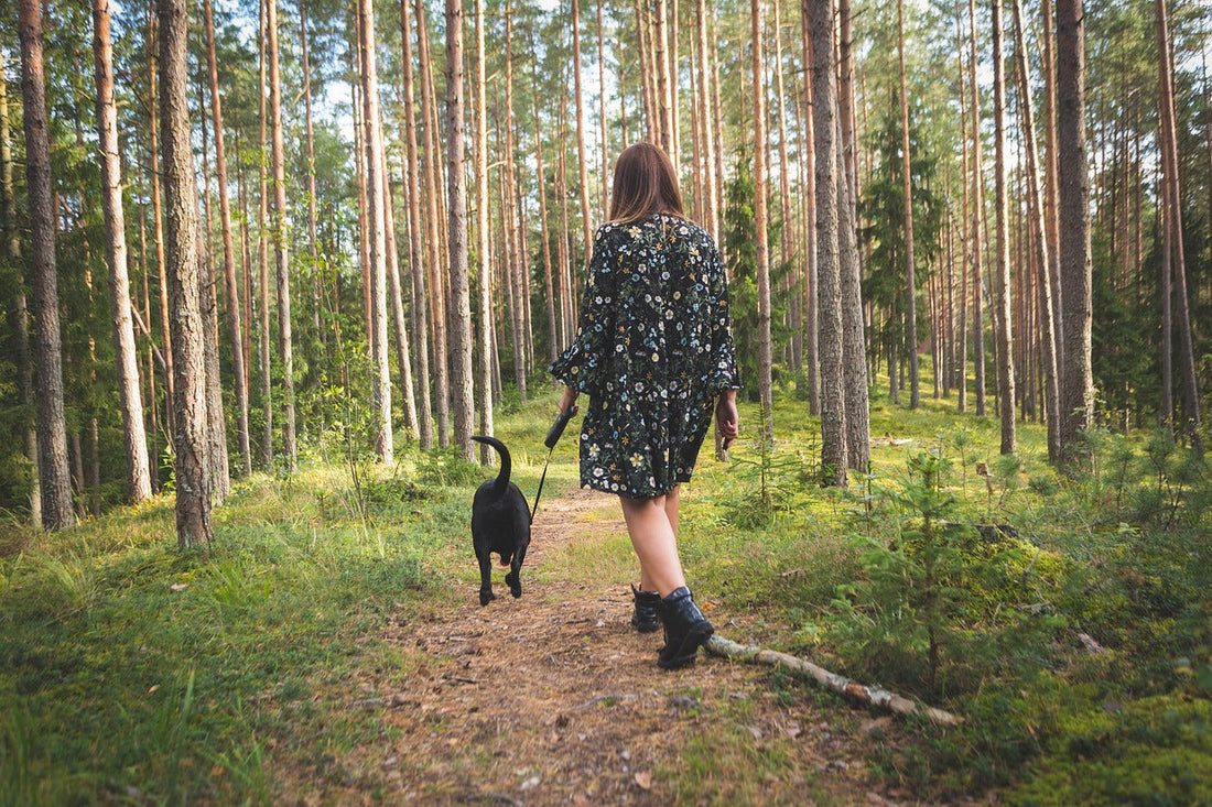 Paws, Trails, and Safety Tales: Your Dog’s Outdoor Adventure Guide