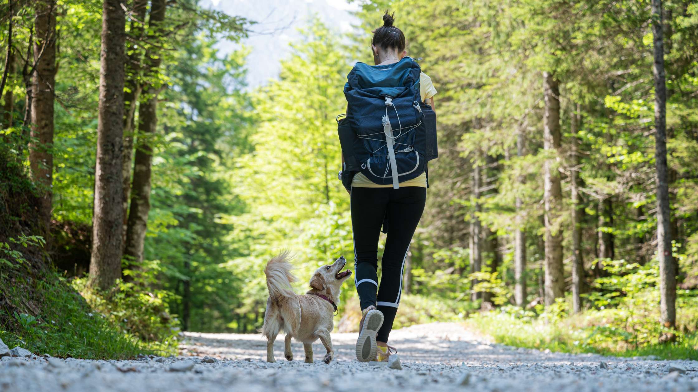 National Parks in the US That Allow Dogs on Hiking Trails