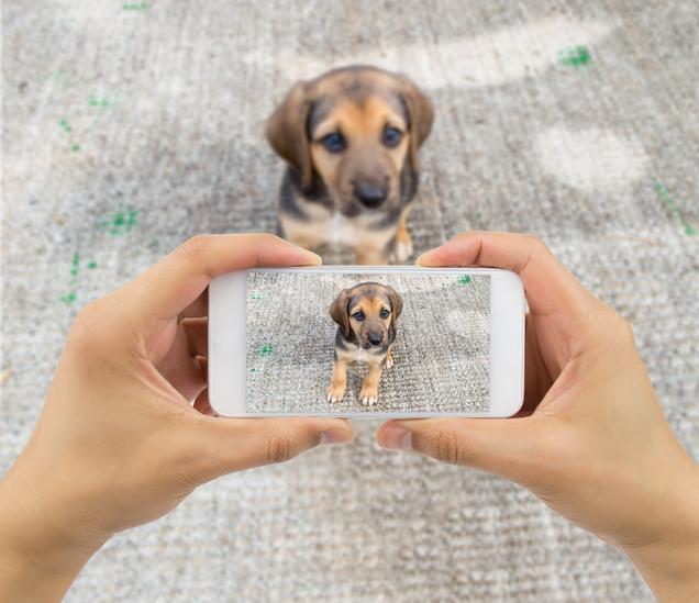 7 Tips to Writing The Ultimate Landlord-Wooing Pet Profile