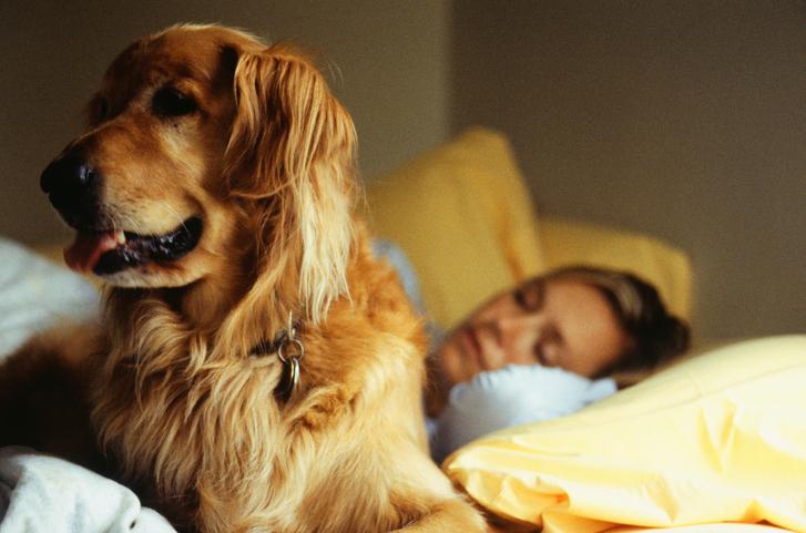 Why Do Dogs Bark at Night and What Are The Best Solutions?