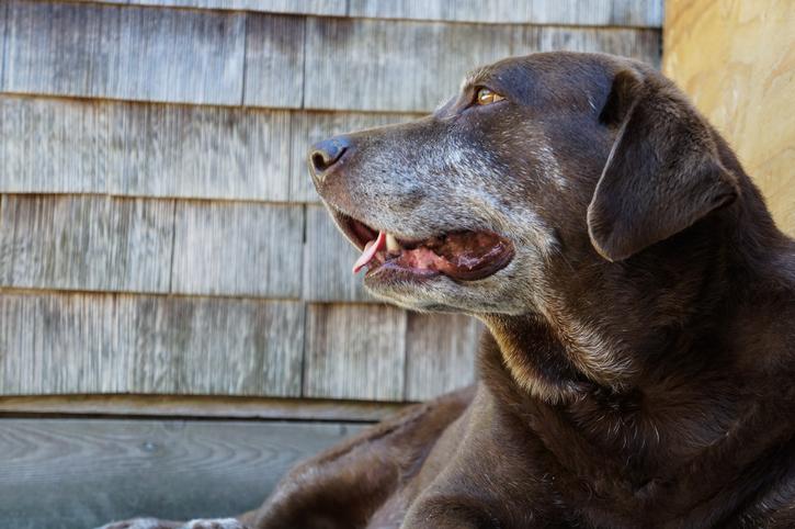 Senior Dogs: Understand the Aging Process Part 1