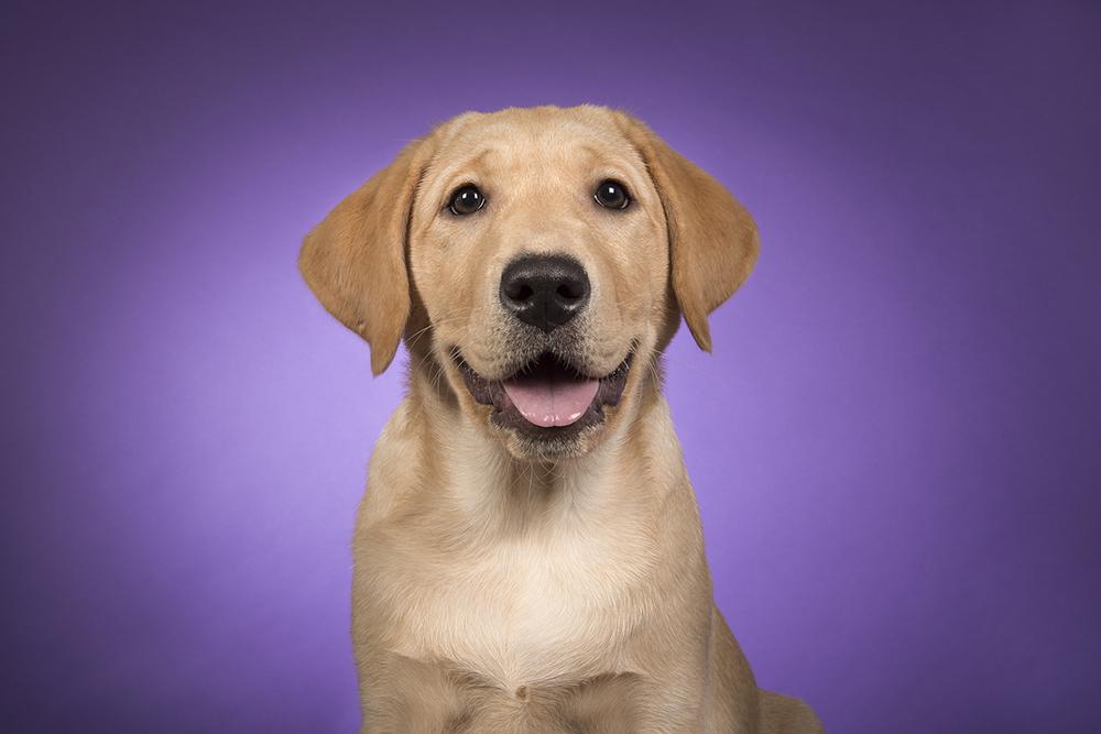 Purple Day® for K9 Epilepsy Awareness – Show Us Your Purple!