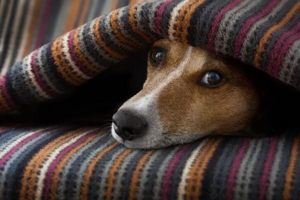 One Common Thing That Is More Toxic Than Chocolate for Dogs!