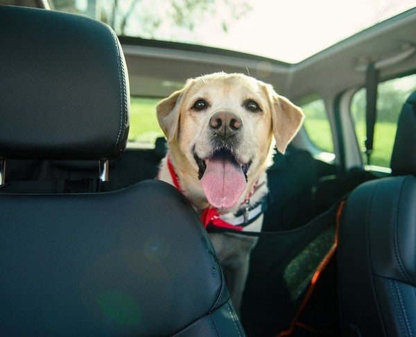 Dog Car Covers for Older Dogs