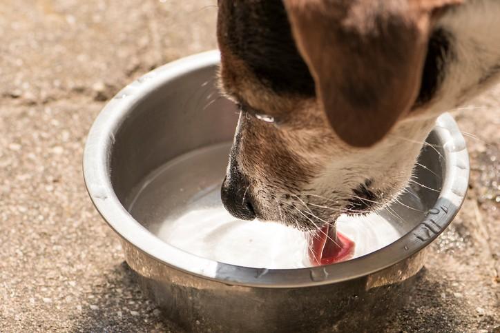 8 Tips To Keep Your Dog’s Water Dish Fresh & Clean