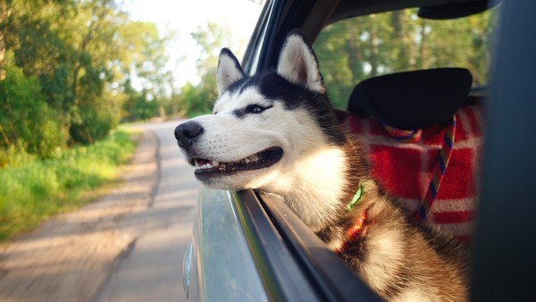 How Fostering Helps Save Homeless Dogs