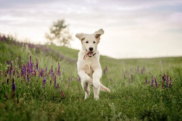 5 Ways to Spoil Your Puppy on National Puppy Day