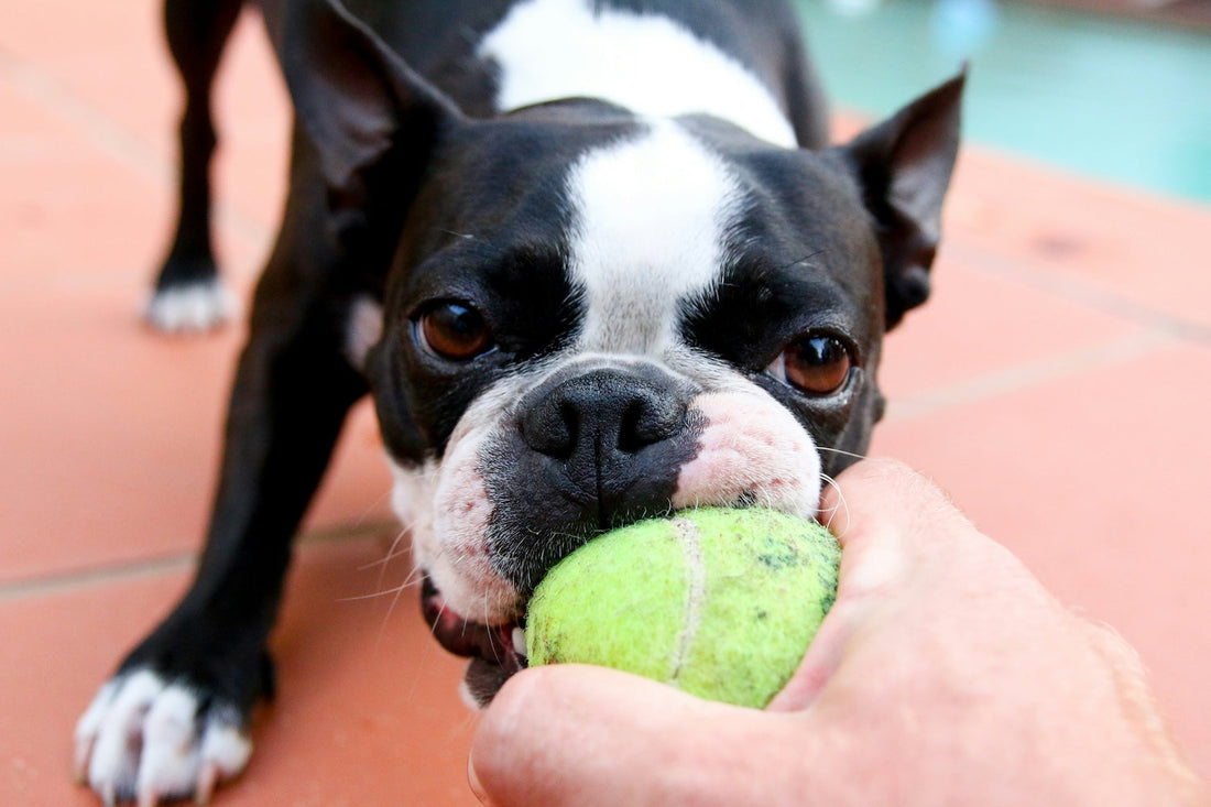 7 Simple Ways to Support Your Dog's Health and Mental Wellness