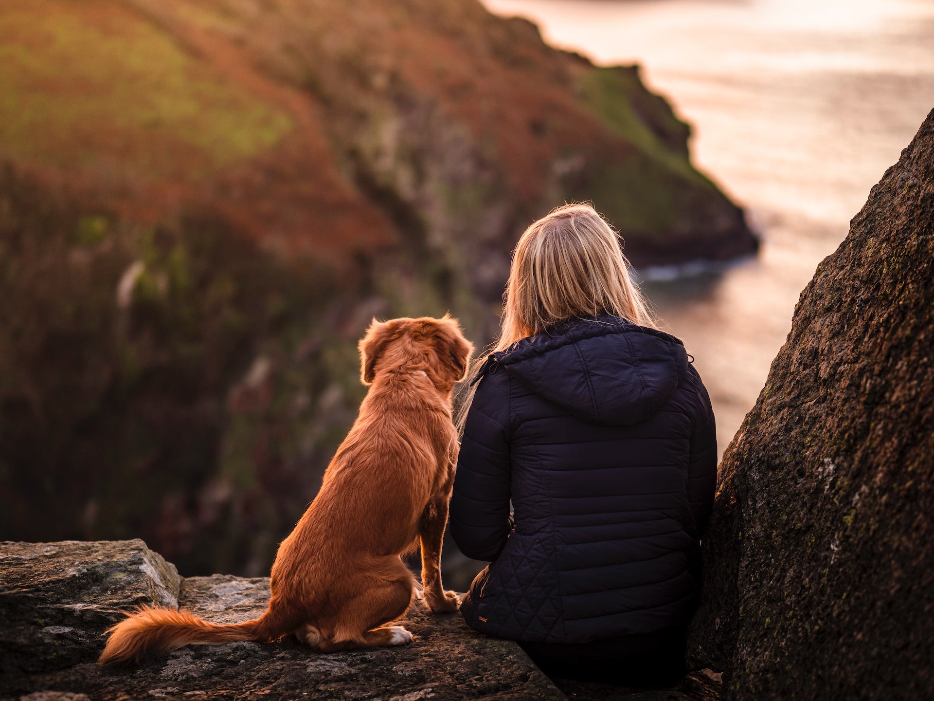 Take your dog along for the ride with a dog seat cover.