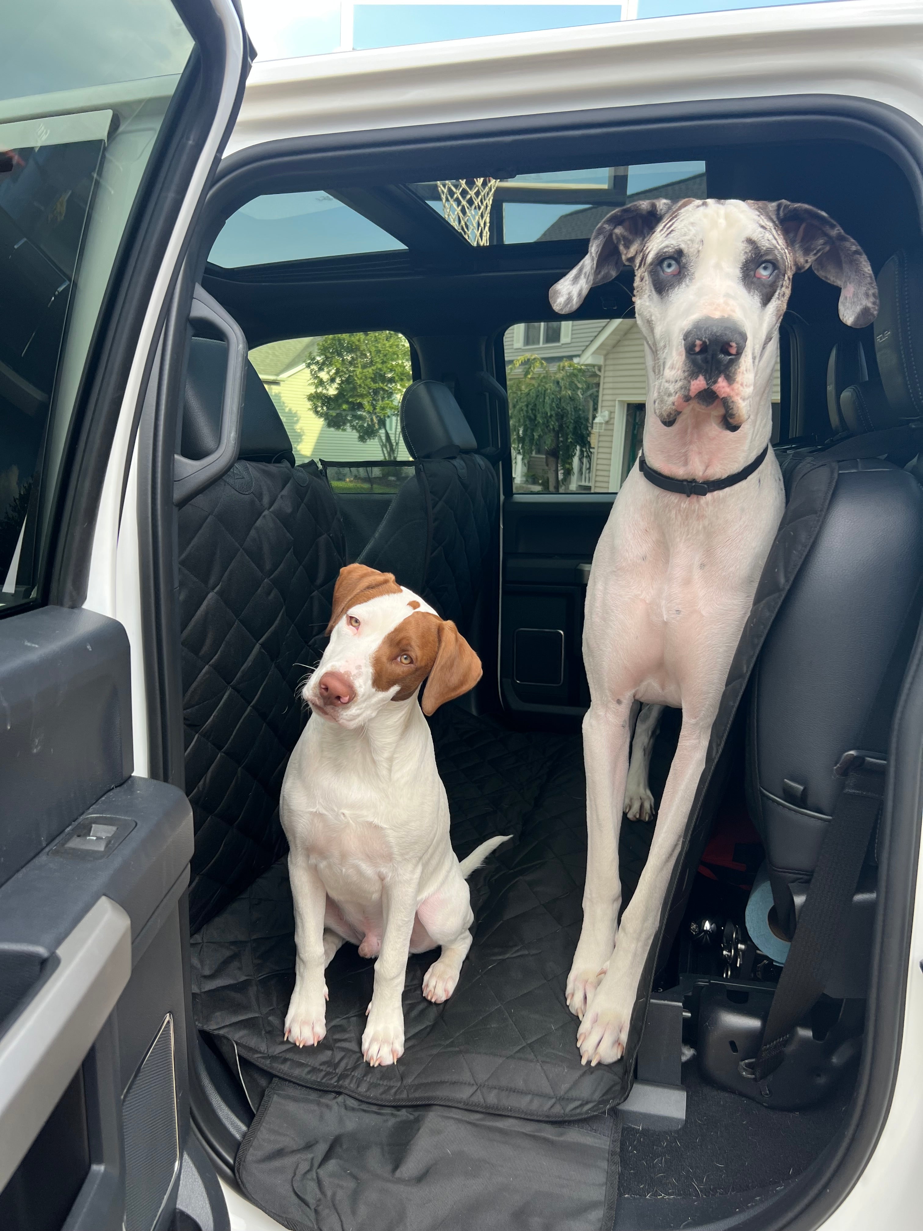 Dog Seat Covers for Big Dogs