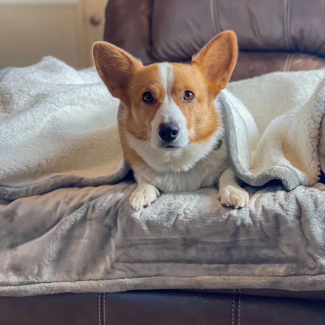 Waterproof Plush Dog Blanket with corgi on blanket