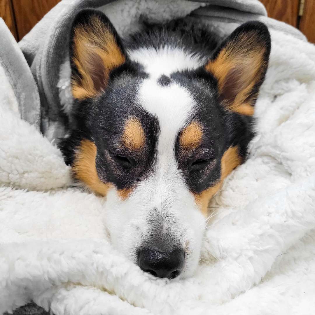 Waterproof Plush Dog Blanket with dog snuggled