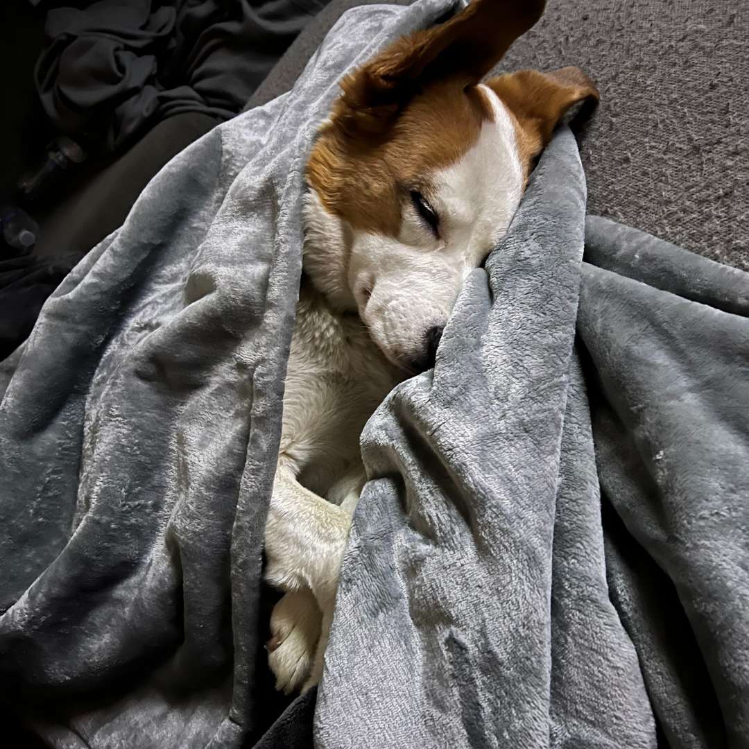 Waterproof Plush Dog Blanket with dog snuggled 