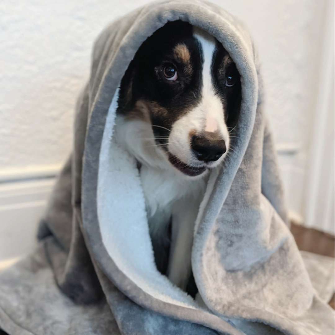 Waterproof Plush Dog Blanket with pup wrapped up