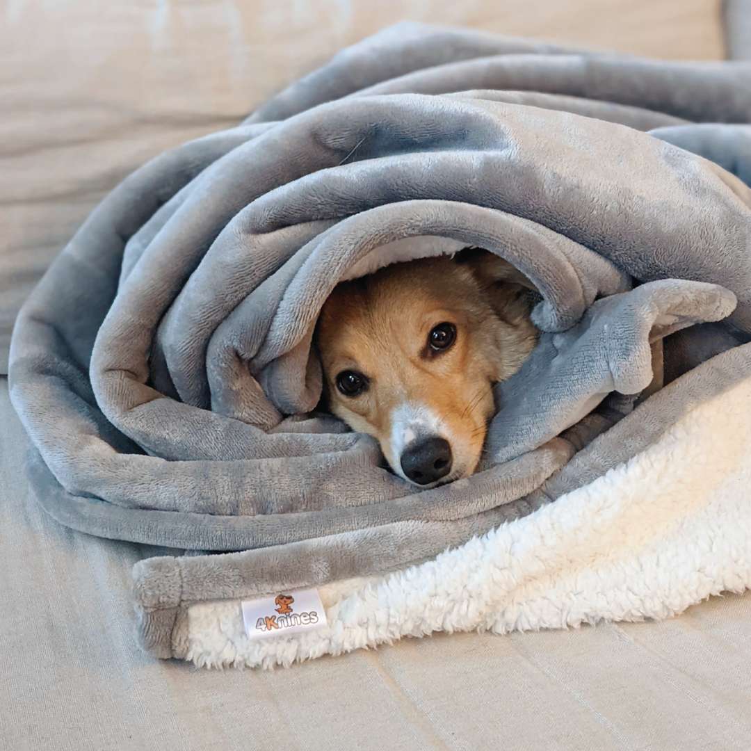 Waterproof Plush Dog Blanket with pup wrapped up