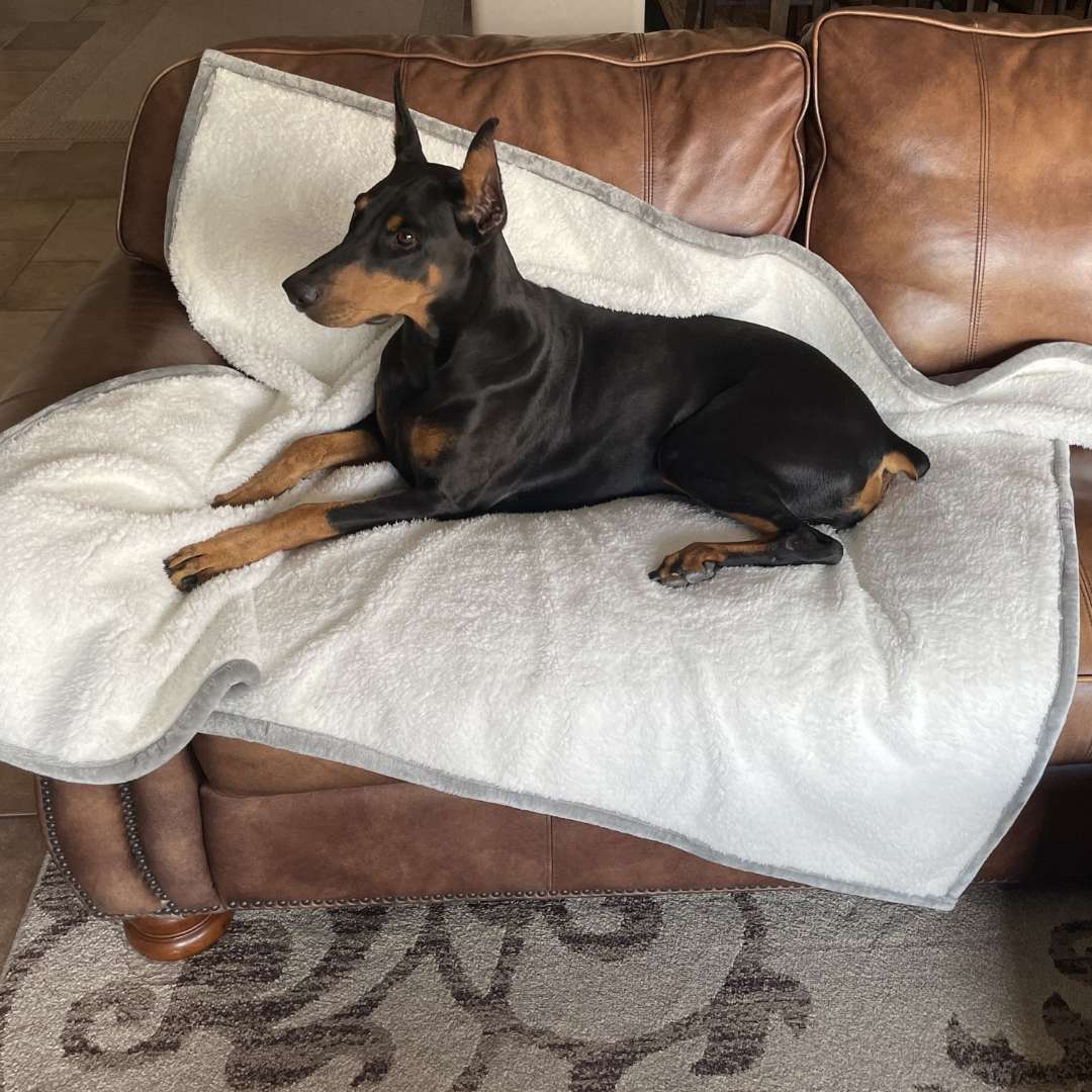 Waterproof Plush Dog Blanket on couch with dog 