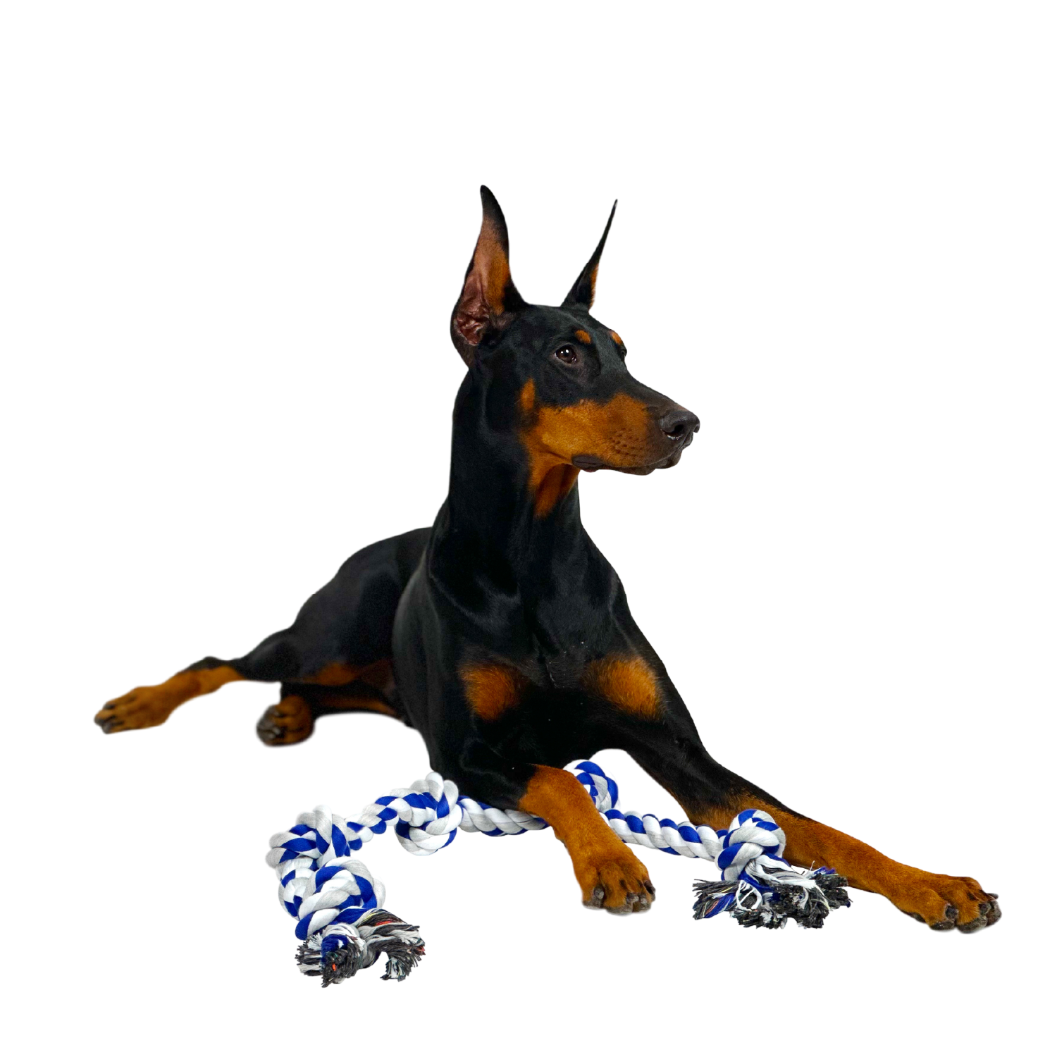 4Knines Large Rope Toy with dog