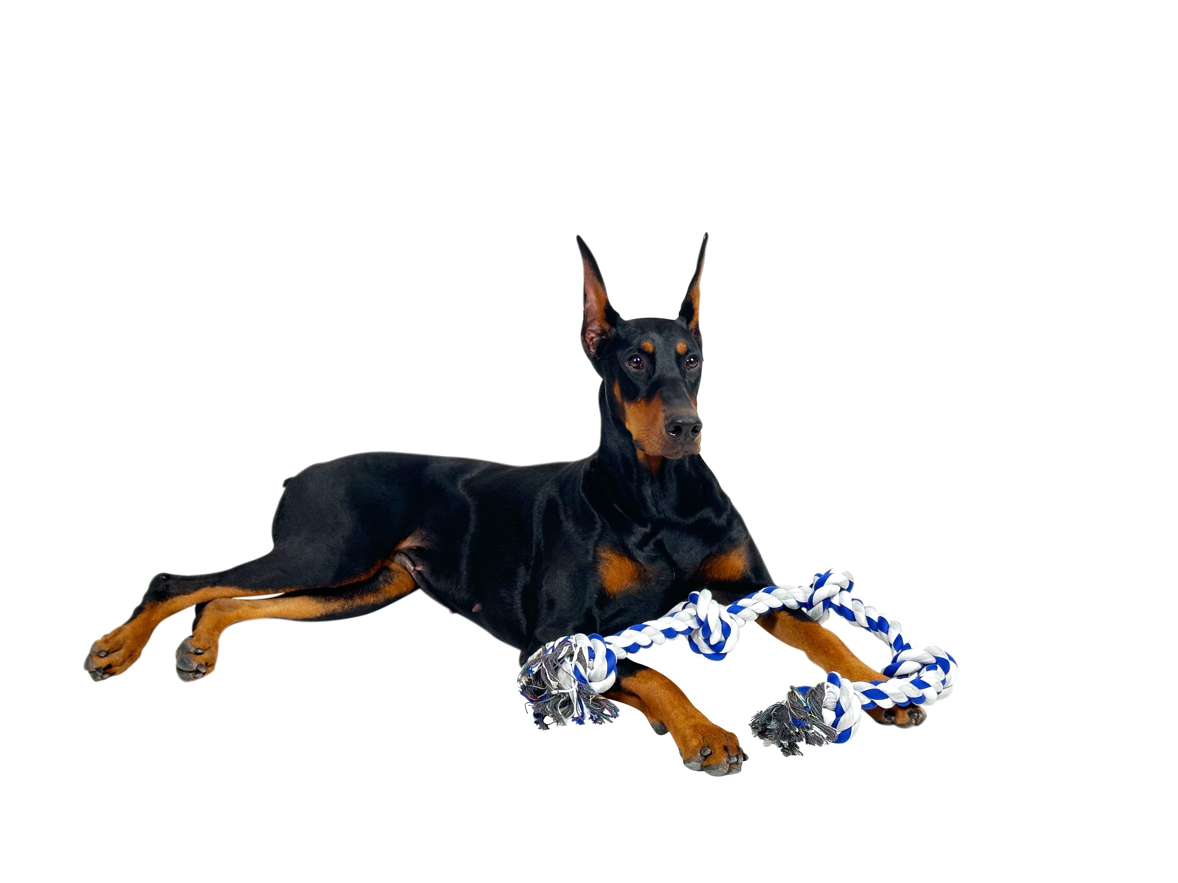 4Knines Large Rope Toy with doberman