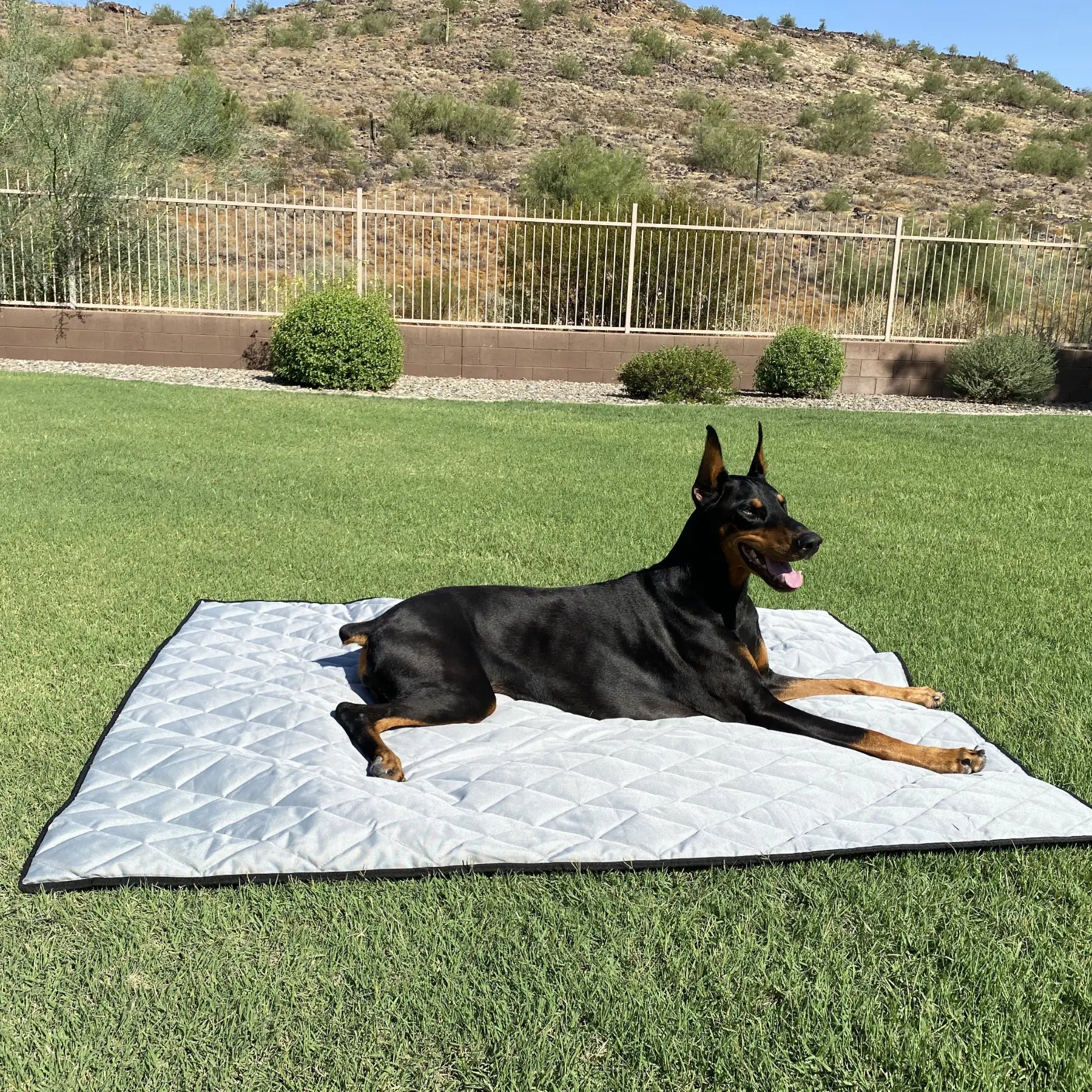 Heavy Duty Dog Blanket outside w dog