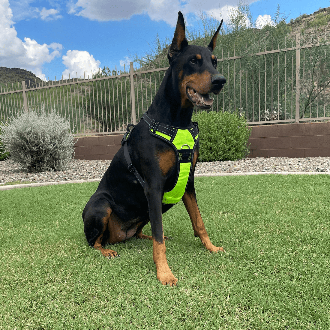4Knines Dog Harness on dog Yellow