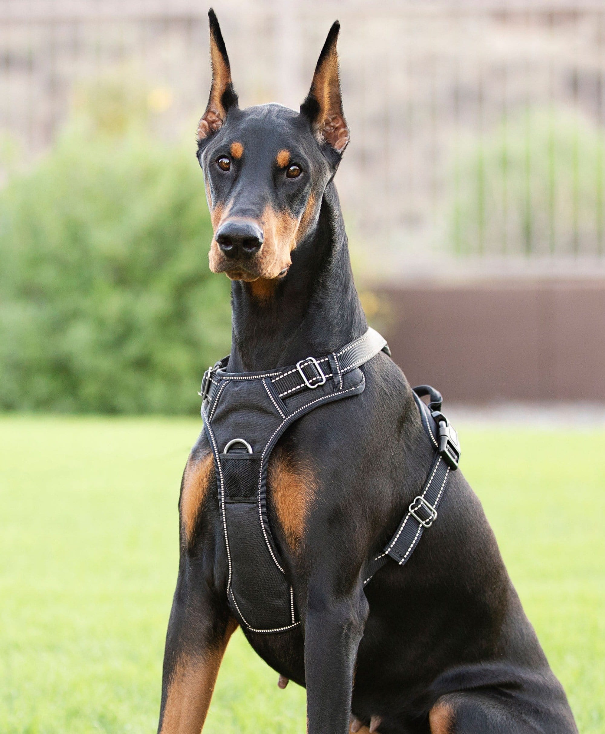 4Knines Dog Harness Black