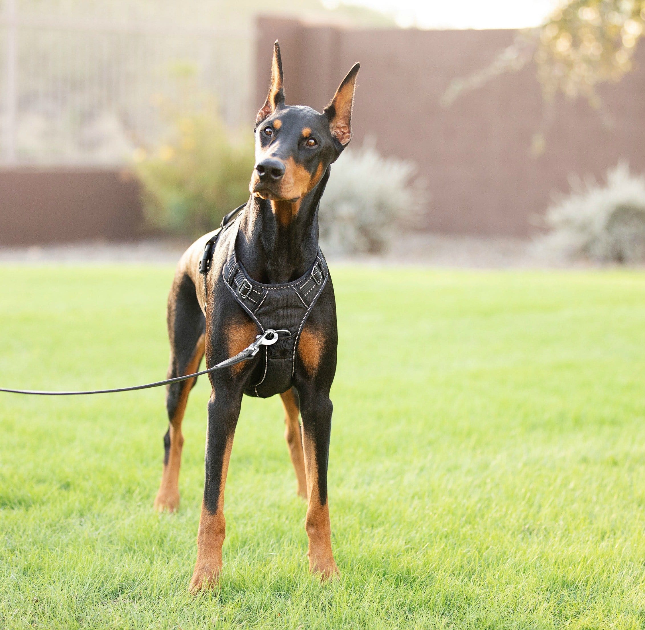 4Knines Dog Harness with dog Black